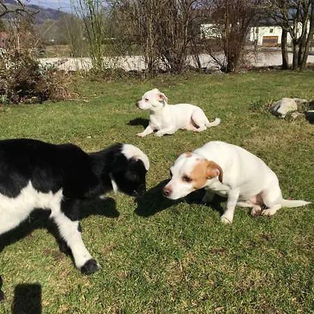 Appartement Traum Im Salzkammergut Traunkirchen